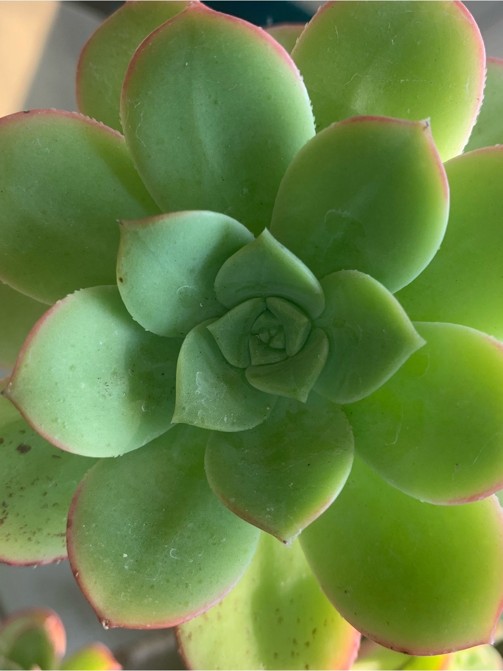 3 Aeonium Kiwi Succulent Cuttings Medium Sized 2-4 inch clipping garden plant
